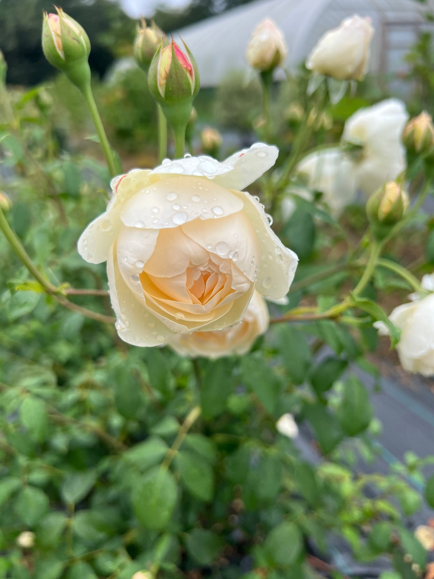 Scented roses (David Austin)