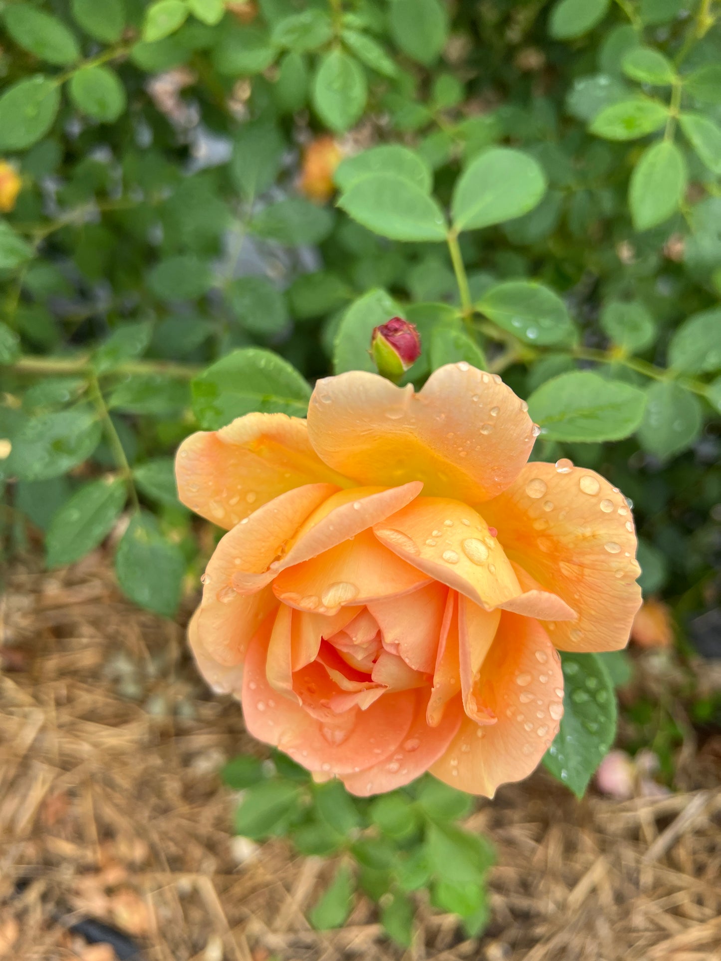Scented roses (David Austin)