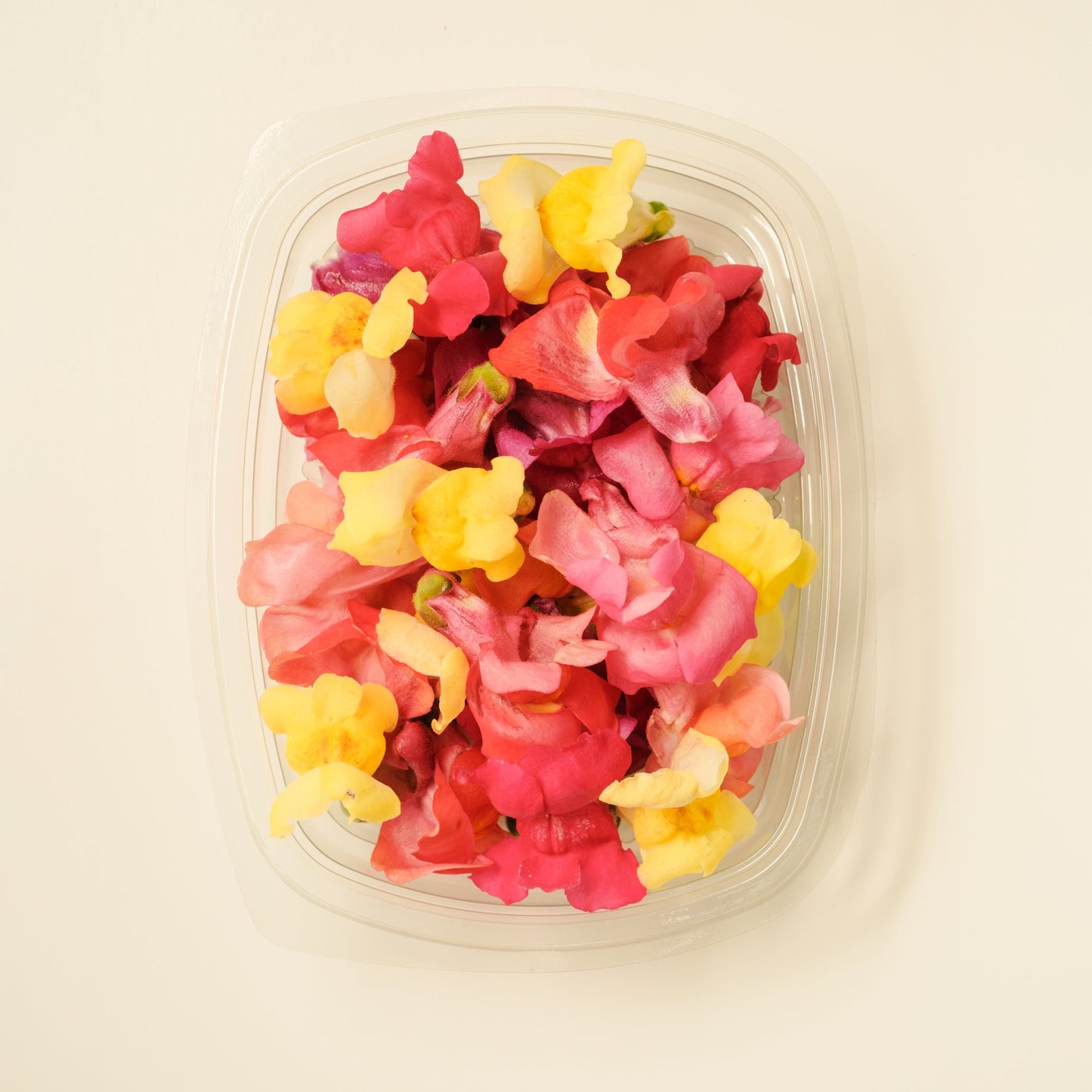 Snapdragons