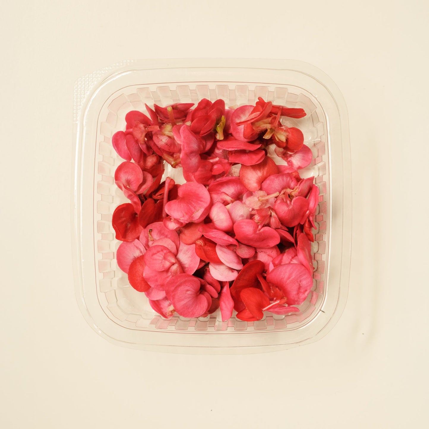 Apple blossom (begonia)