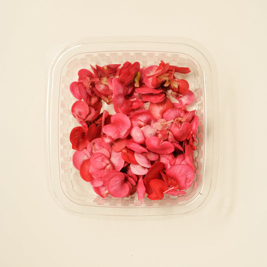 Apple blossom (begonia)