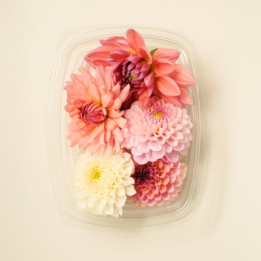 Dahlias