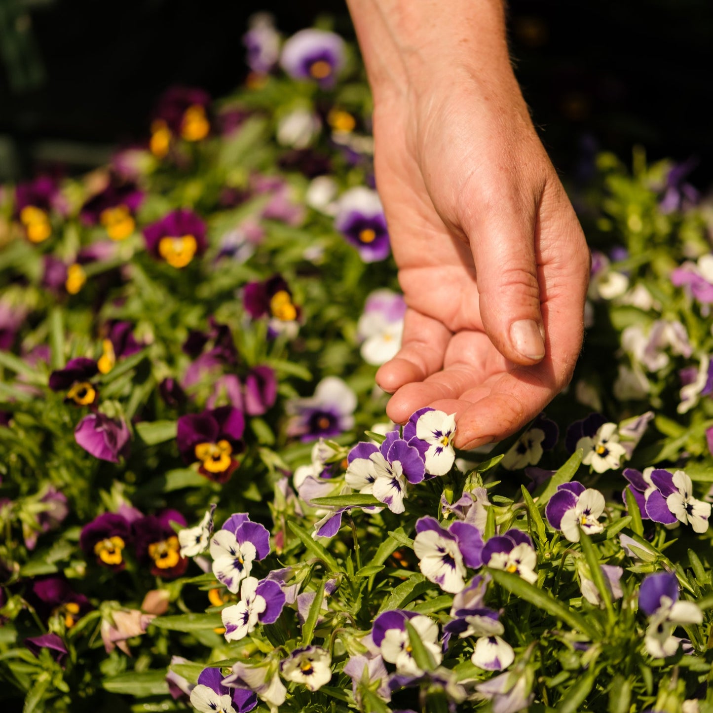 Violas
