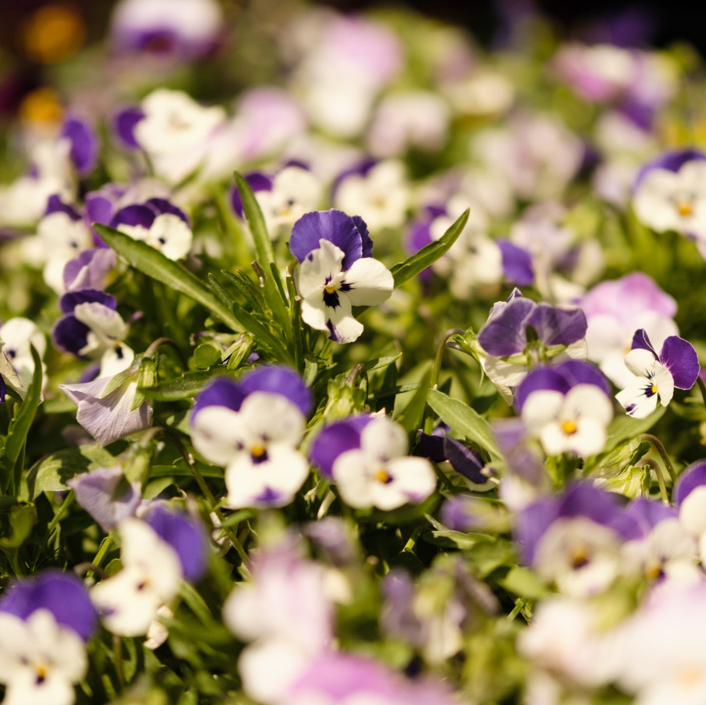 Violas