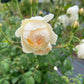 Scented roses (David Austin)