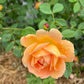 Scented roses (David Austin)