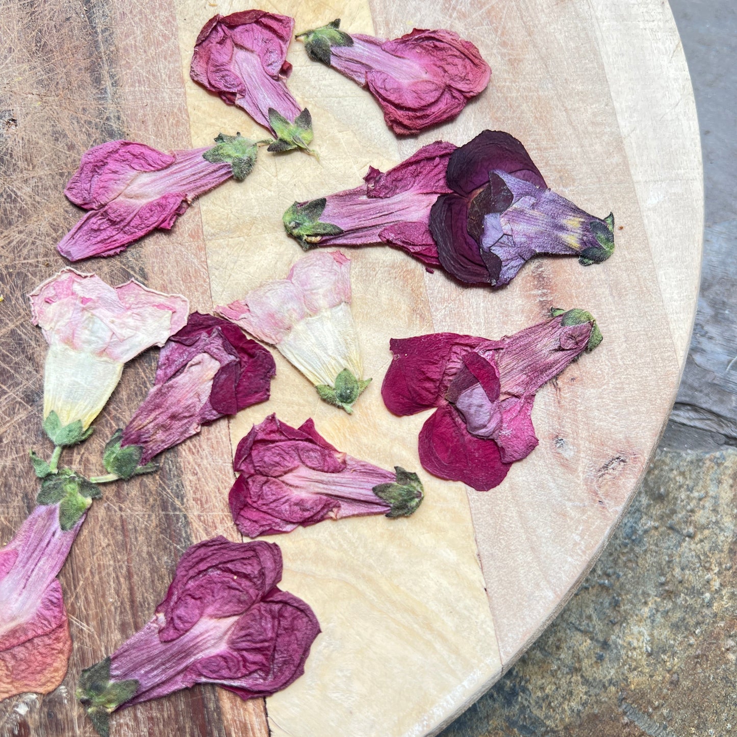 Pressed snapdragons