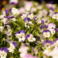 Violas